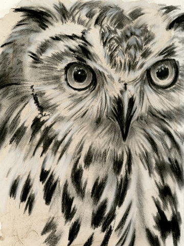 Charcoal Owl I - Wall Art - By Jennifer Paxton Parker- Gallery Art Company