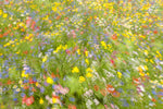 Summer field flowers.......... - Wall Art - By Piet Haaksma- Gallery Art Company