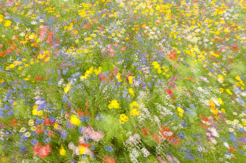 Summer field flowers.......... - Wall Art - By Piet Haaksma- Gallery Art Company