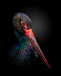 The Black Stork - Wall Art - By fegari- Gallery Art Company