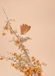 Scrub Warbler - Wall Art - By Shlomo Waldmann- Gallery Art Company