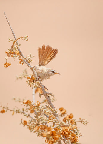 Scrub Warbler - Wall Art - By Shlomo Waldmann- Gallery Art Company