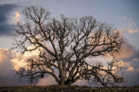 Grand Oak Tree II - Wall Art - By Rachel Perry- Gallery Art Company