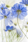 Cosmos blue - Wall Art - By Mandy Disher- Gallery Art Company