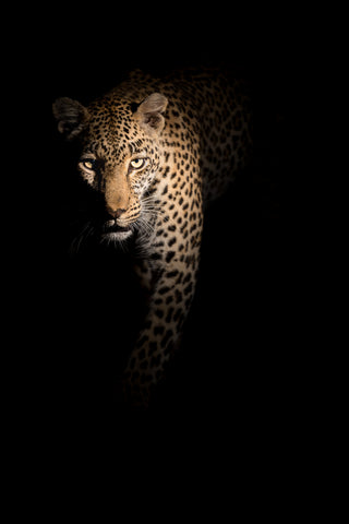 Out of the darkness - Wall Art - By Richard Guijt- Gallery Art Company