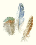 Watercolor Feathers III - Wall Art - By Megan Meagher- Gallery Art Company