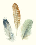 Watercolor Feathers IV - Wall Art - By Megan Meagher- Gallery Art Company