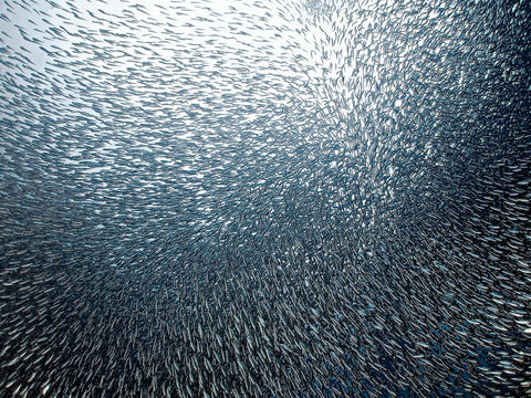 Sardines Firework - Wall Art - By Henry Jager- Gallery Art Company