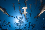 Hammerhead Shark - Wall Art - By Barathieu Gabriel- Gallery Art Company