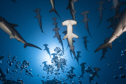 Hammerhead Shark - Wall Art - By Barathieu Gabriel- Gallery Art Company