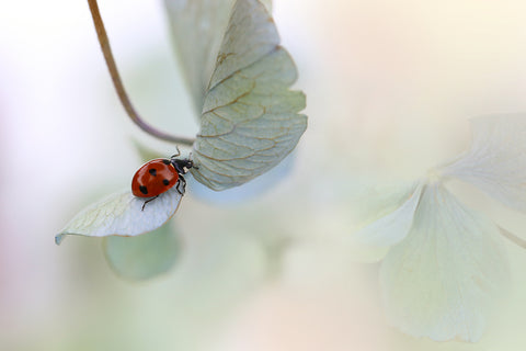 Ladybird on blue-green hydrangea - Wall Art - By Ellen van Deelen- Gallery Art Company