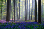 Bluebells - Wall Art - By Adrian Popan- Gallery Art Company