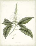 Sage Botanical II - Wall Art - By Vision Studio- Gallery Art Company