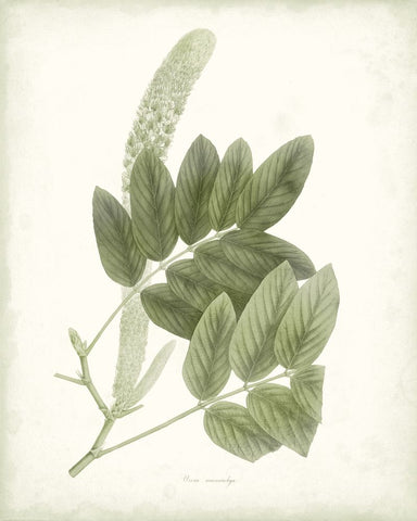 Sage Botanical IV - Wall Art - By Vision Studio- Gallery Art Company