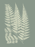 Ferns on Sage III - Wall Art - By Vision Studio- Gallery Art Company