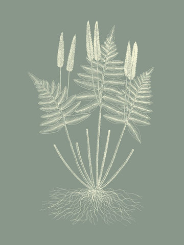 Ferns on Sage VII - Wall Art - By Vision Studio- Gallery Art Company