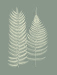 Ferns on Sage IX - Wall Art - By Vision Studio- Gallery Art Company