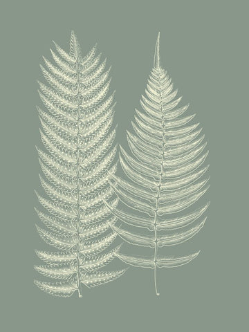 Ferns on Sage IX - Wall Art - By Vision Studio- Gallery Art Company