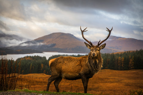 Scottish Stag - Wall Art - By Adrian Popan- Gallery Art Company