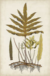 Fern Botanical I - Wall Art - By Vision Studio- Gallery Art Company