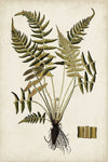 Fern Botanical IV - Wall Art - By Vision Studio- Gallery Art Company