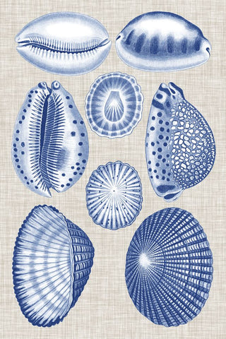 Navy & Linen Shells I - Wall Art - By Vision Studio- Gallery Art Company