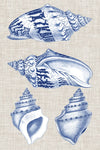 Navy & Linen Shells II - Wall Art - By Vision Studio- Gallery Art Company