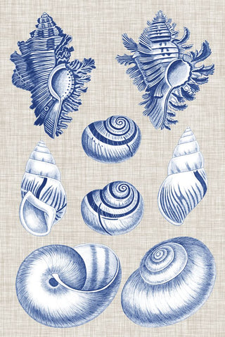 Navy & Linen Shells IV - Wall Art - By Vision Studio- Gallery Art Company