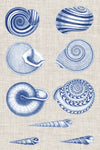 Navy & Linen Shells V - Wall Art - By Vision Studio- Gallery Art Company