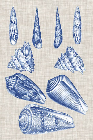 Navy & Linen Shells VI - Wall Art - By Vision Studio- Gallery Art Company