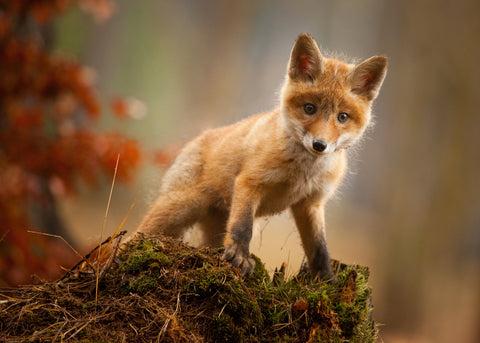 Fox - Wall Art - By Robert Adamec- Gallery Art Company