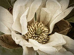 Classic Magnolia II - Wall Art - By Rachel Perry- Gallery Art Company