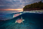 Green turtle with sunset - Wall Art - By Barathieu Gabriel- Gallery Art Company
