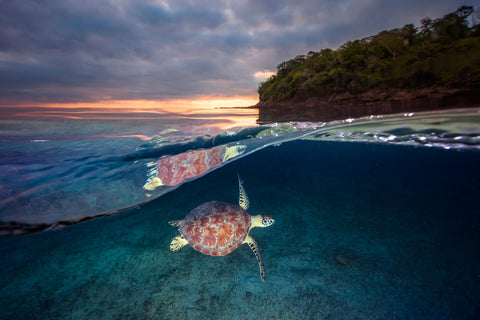 Green turtle with sunset - Wall Art - By Barathieu Gabriel- Gallery Art Company