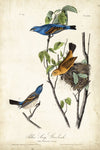 Blue Song Grosbeak - Wall Art - By John James Audubon- Gallery Art Company