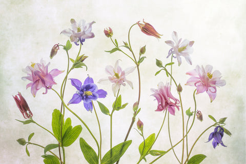 Columbine - Wall Art - By Mandy Disher- Gallery Art Company