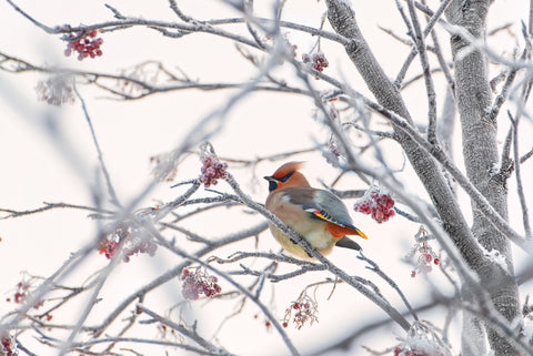 Waxwing - Wall Art - By Konstantin Selezenev- Gallery Art Company