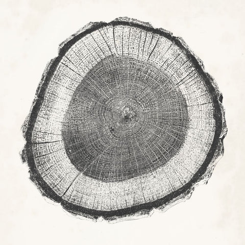 Tree Ring II - Wall Art - By Vision Studio- Gallery Art Company