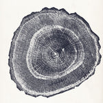 Tree Ring III - Wall Art - By Vision Studio- Gallery Art Company