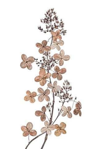 Hydrangea Paniculata - Wall Art - By Mandy Disher- Gallery Art Company