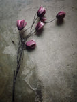 The elegant tulip - Wall Art - By kahar lagaa- Gallery Art Company