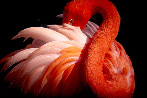 flamingo - Wall Art - By Makoto Nishikura- Gallery Art Company