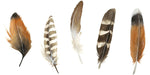 Red Rock Feathers I - Wall Art - By Grace Popp- Gallery Art Company