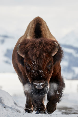 Bison Incoming - Wall Art - By Peter Hudson- Gallery Art Company