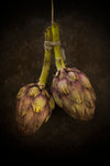 Artichoke - Wall Art - By Alida van Zaane- Gallery Art Company