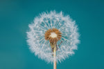 Dandelion - Wall Art - By Bess Hamiti- Gallery Art Company