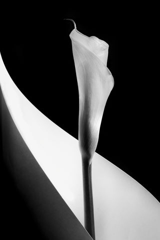 Calla lily - Wall Art - By Stephen Clough- Gallery Art Company