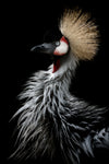 Crowned crane's portrait - Wall Art - By Eiji Itoyama- Gallery Art Company