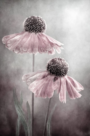 Duet - Wall Art - By Mandy Disher- Gallery Art Company