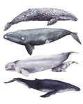 Whale Stack I - Wall Art - By Grace Popp- Gallery Art Company